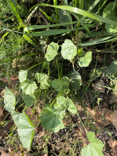 Malva pusilla, photograph 4