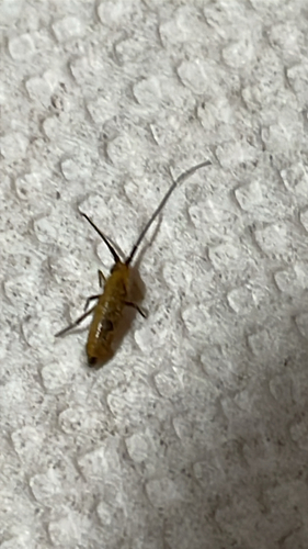 Pogonognathellus longicornis