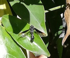 Mimocalla gigantea