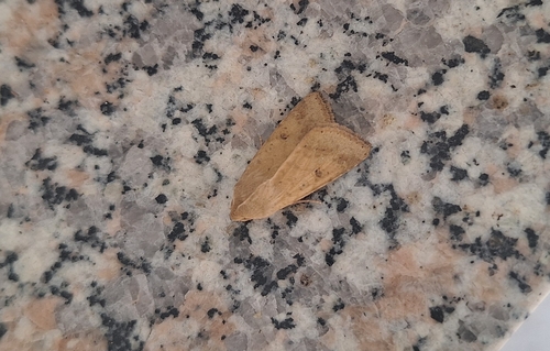 Cotton Bollworm Moth