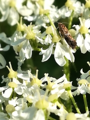 Anthophila fabriciana