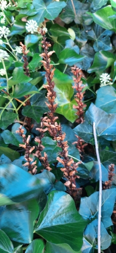 ivy broomrape