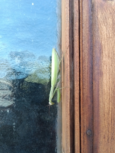 European Mantis