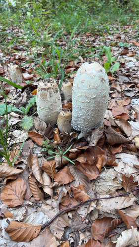 Shaggy Mane