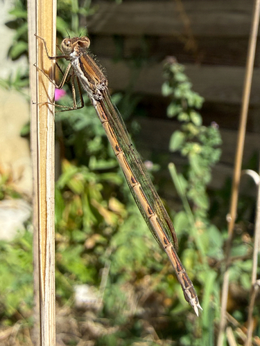 Common Winter Damselfly