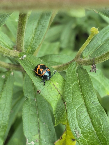 Swamp Milkweed Leaf Beetle