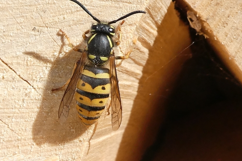 Common European Yellowjacket