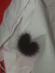Arachnis zuni