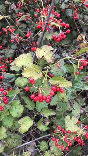 guelder-rose