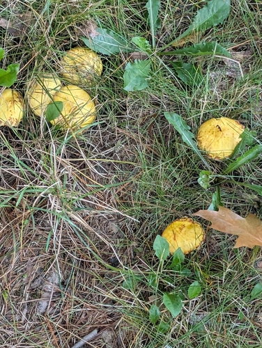 Chicken Fat Mushroom