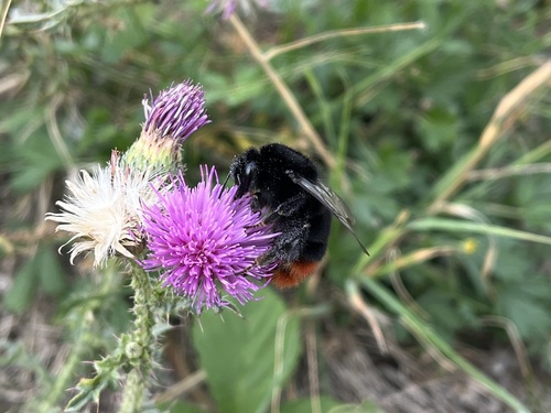 Red-tailed Bumble Bee