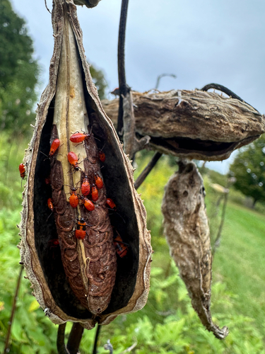 Large Milkweed Bug