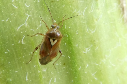 Lygus pratensis