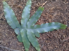 Phlebodium pseudoaureum