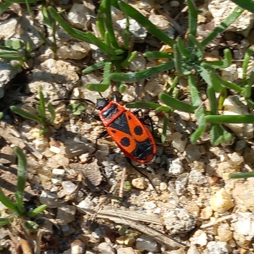 European Firebug