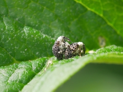 Cionus scrophulariae