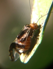 Cerastipsocus trifasciatus