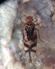 Cerastipsocus trifasciatus