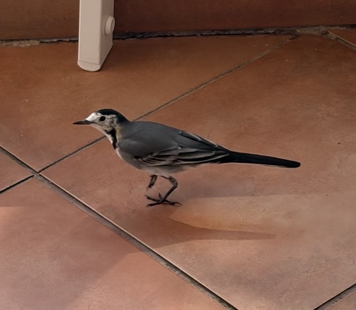 White Wagtail