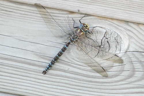 Sedge Darner