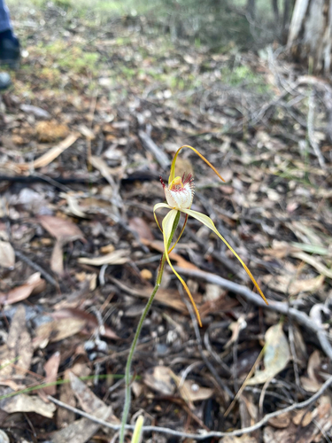 Caladenia leucochila