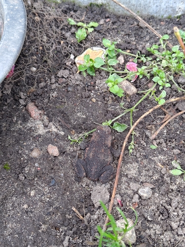 European Toad