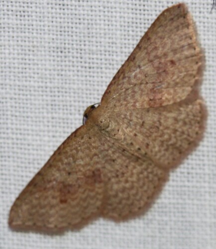 Red-spotted delicate