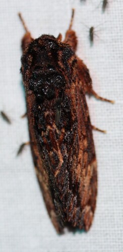 Sorama bicolor