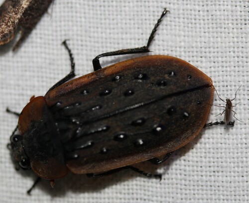 Carrion Beetle
