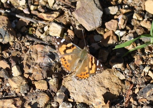Australian Painted Lady