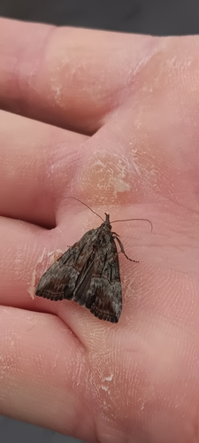 Green Cloverworm Moth