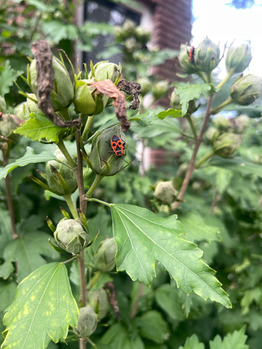 European Firebug