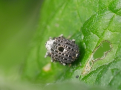 Cionus scrophulariae