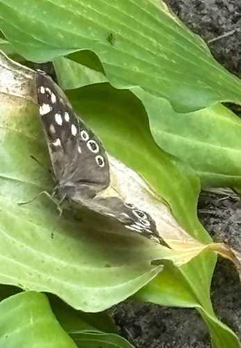 Speckled Wood