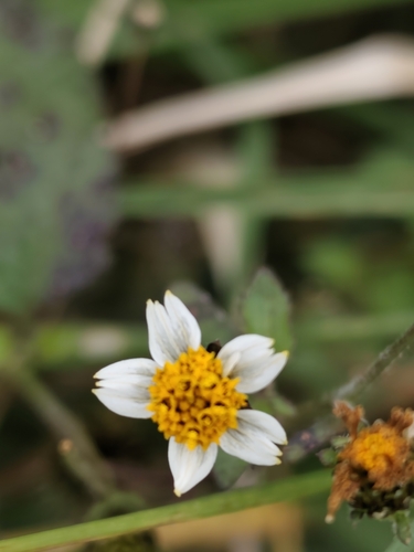 Bidens pilosa, photograph 5