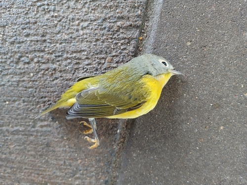 Nashville Warbler