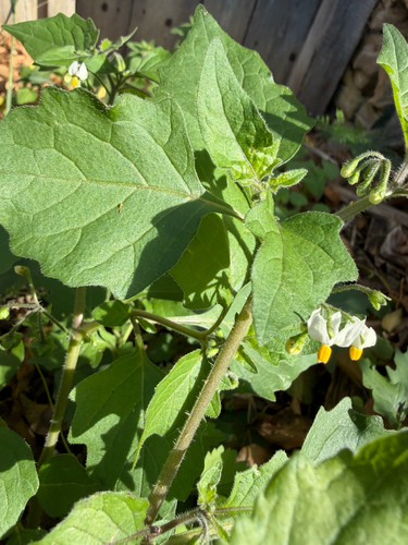 black nightshade