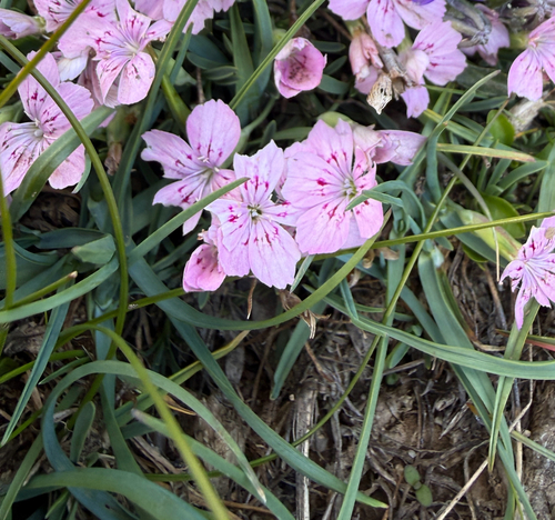Dianthus microlepis