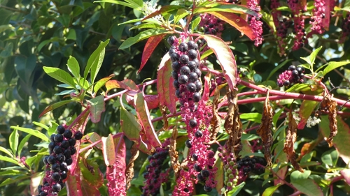 American pokeweed