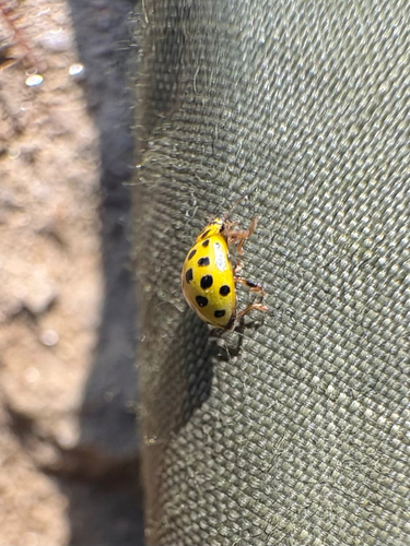 22-spot Ladybird