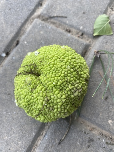 Osage-orange