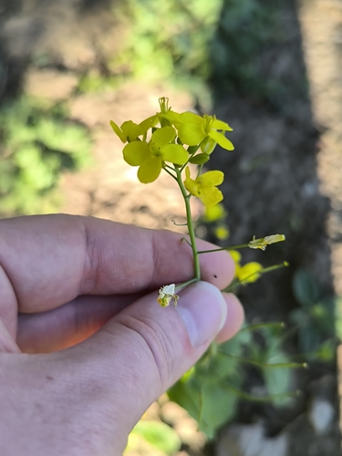 Brassica rapa
