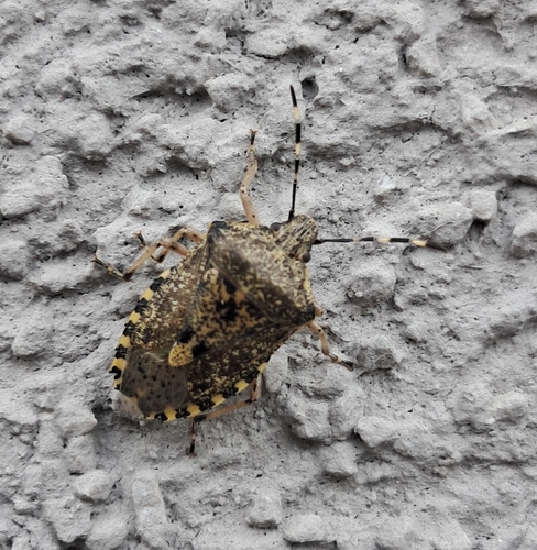 Mottled Stink Bug