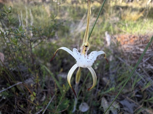 Caladenia dorrienii