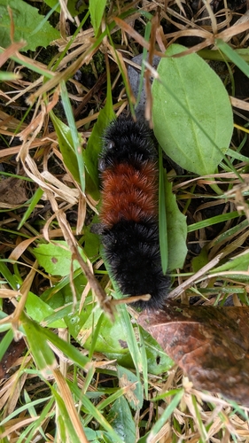 Isabella Tiger Moth