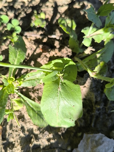 Brassica rapa, photograph 2