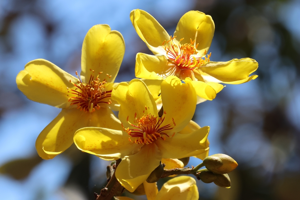 Cochlospermum gillivraei; photograph (c) Luke Lythgoe, some rights reserved (CC BY)