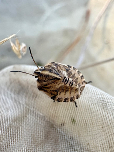 European Striped Shield Bug