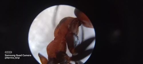 Black-backed meadow ant