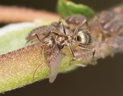 Formica francoeuri